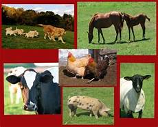 Animal Feed Production Machine