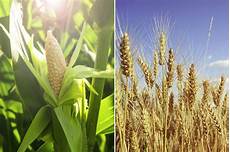 Corn Flour Milling Machine