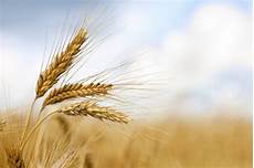 Milling Wheat