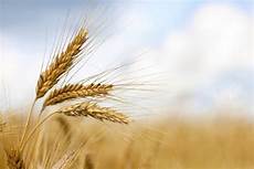 Wheat Flour Milling Machinery